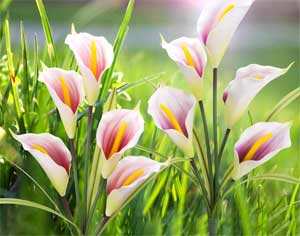 Artificial Calla Lily Lights During the Day